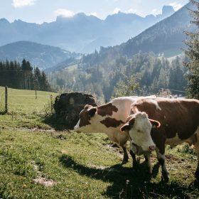 Naturleder - Biologische Tierhaltung